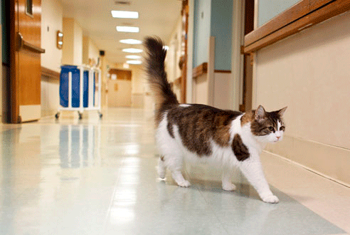La historia de Oscar, el gato que predecía las muertes en un geriátrico