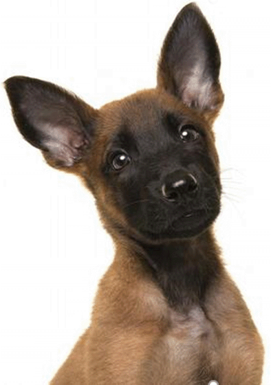 El perro más inteligente: El pastor belga Malinois desbanca a los border collie según un estudio