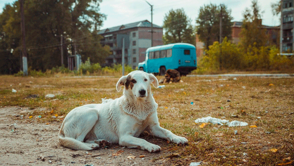 Por la exposición a la radiación, los perros en Chernobyl son genéticamente distintos