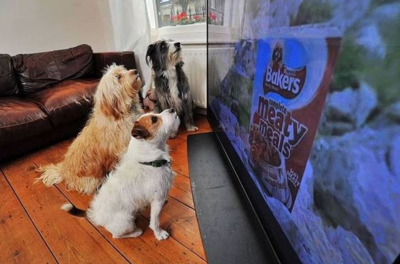 ¿Los perros pueden ver y entender la televisión?