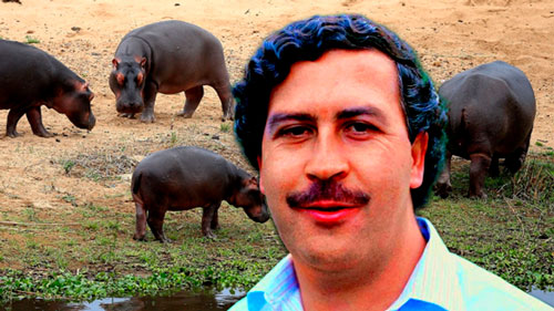 Los hipopótamos de Pablo Escobar, un desastre ecológico para Colombia