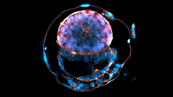 Crean modelos de embriones humanos cultivados a partir de células madre