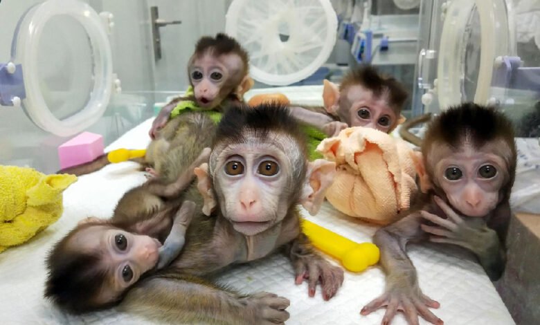 Crearon un mono quimérico para avanzar en el cultivo de órganos humanos para trasplantes